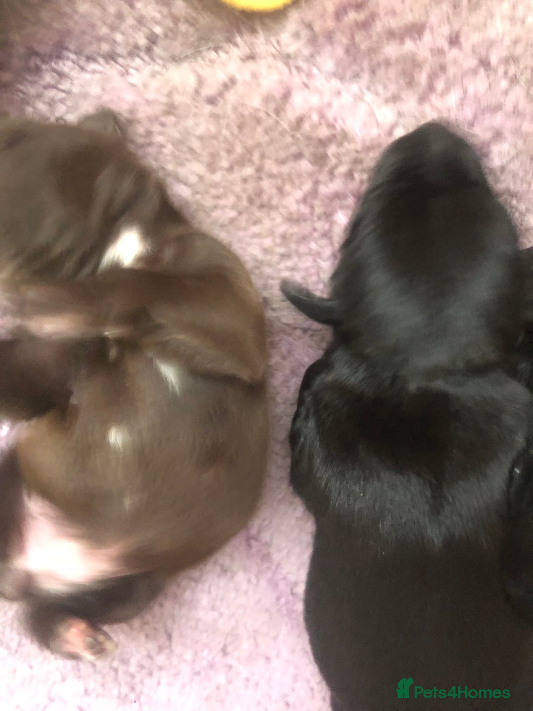 Patterjack dogs for sale: Both mum and dad are family pets - Image 5