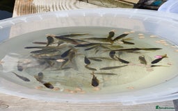 Goldfish fish for sale: Pond goldfish - Image 2