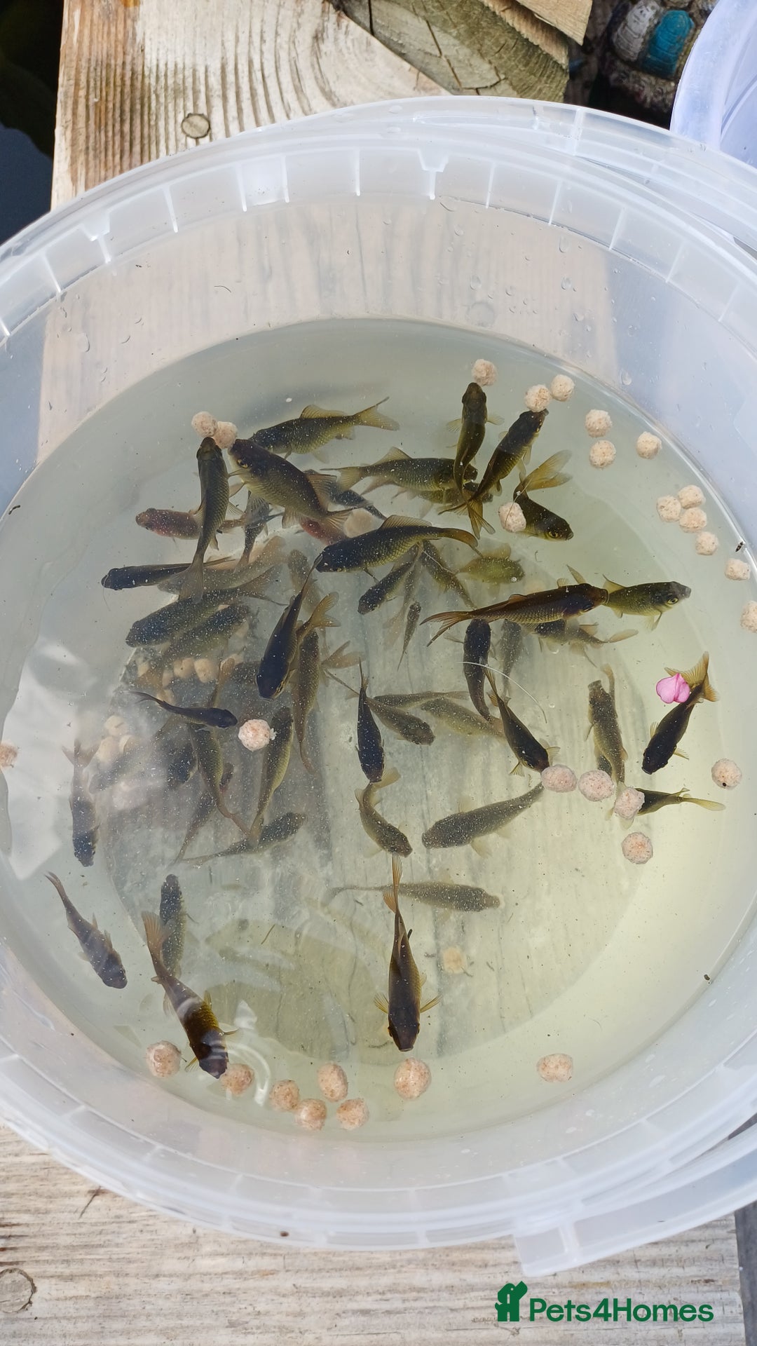 Goldfish fish for sale: Pond goldfish - Image 2