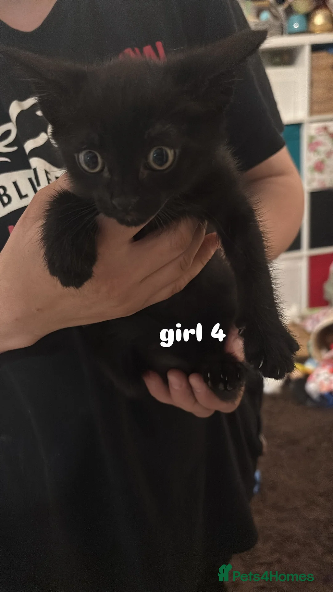 Mixed Breed cats for sale: Kittens for sale! - Advert 7