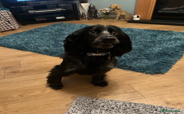 Cocker Spaniel dogs - Advert 12