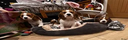 Beagle dogs for sale: DNA and KC registered beautiful puppies - Advert 4