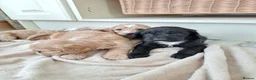Cockapoo dogs for sale: F1 show type  rare coulerd cockapoo puppies  in Prestatyn - Advert 4