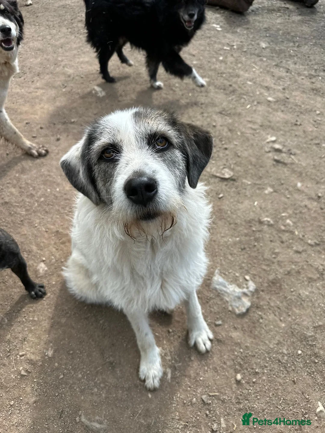 Mixed Breed dogs for adoption: Bella 🩷 - Advert 5