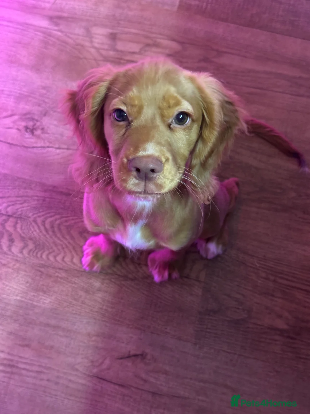 Cocker Spaniel dogs for sale: Beautiful 5 month old Cocker Spaniel Girl  - Advert 6