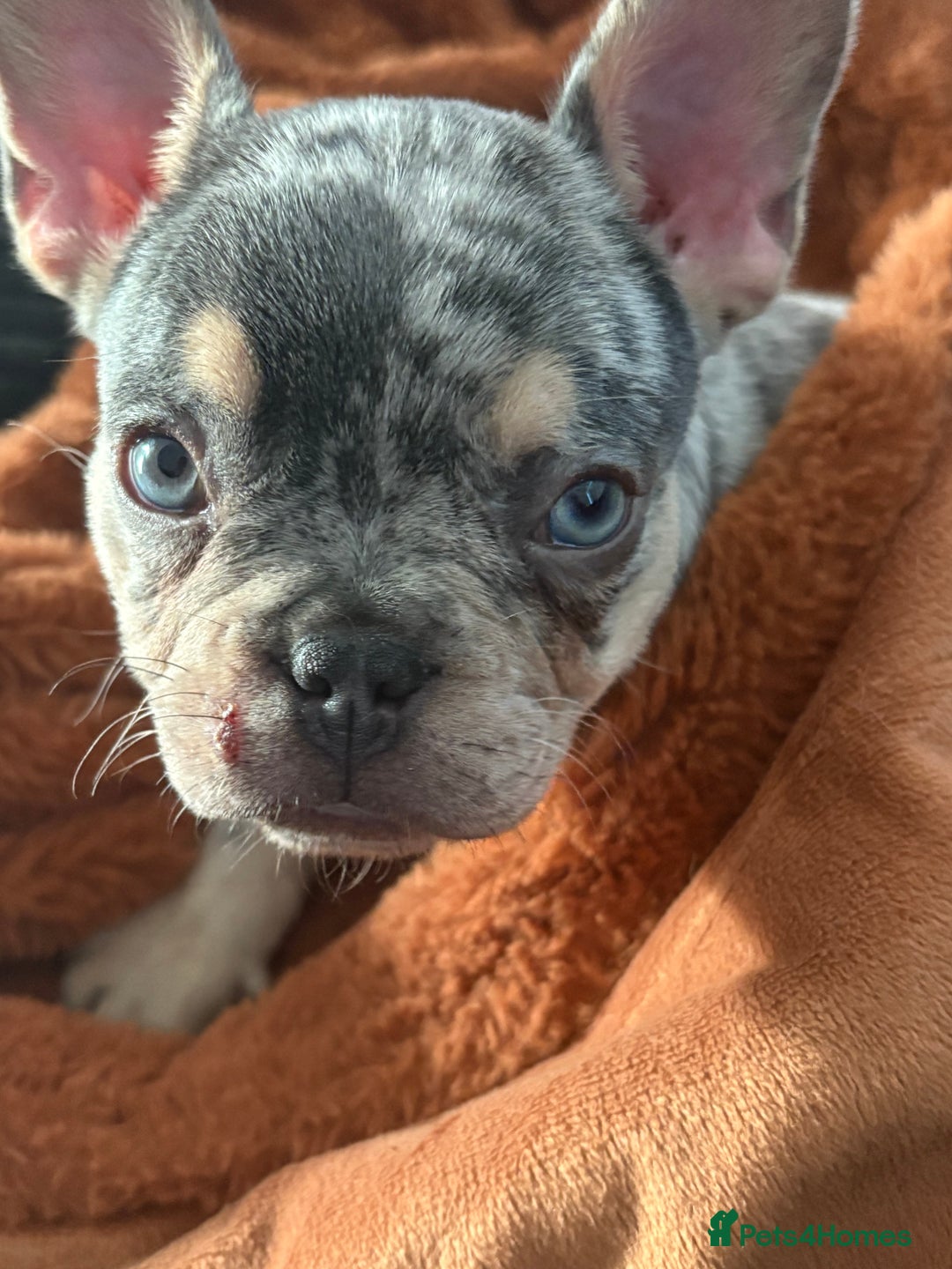 French Bulldog dogs for sale: Ragnar - Image 1