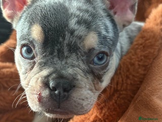 French Bulldog dogs for sale - Advert 1