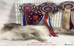 Ragdoll cats for sale: Champion blood dilute blue tabby ragdoll kitten - Image 16