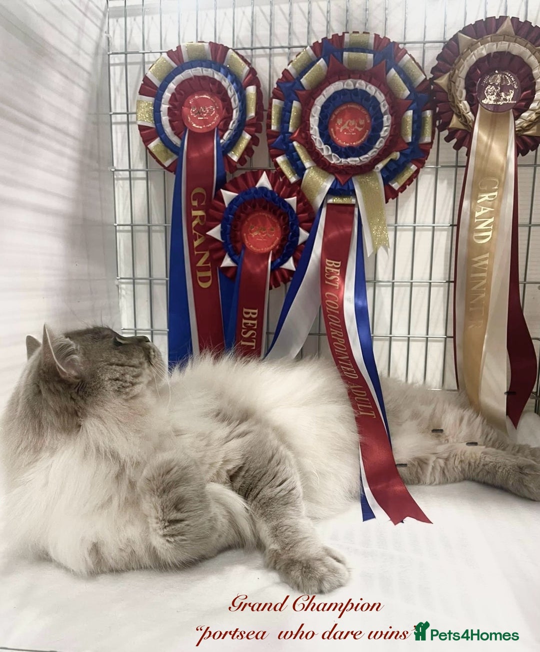 Ragdoll cats for sale: Champion blood dilute blue tabby ragdoll kitten - Image 16