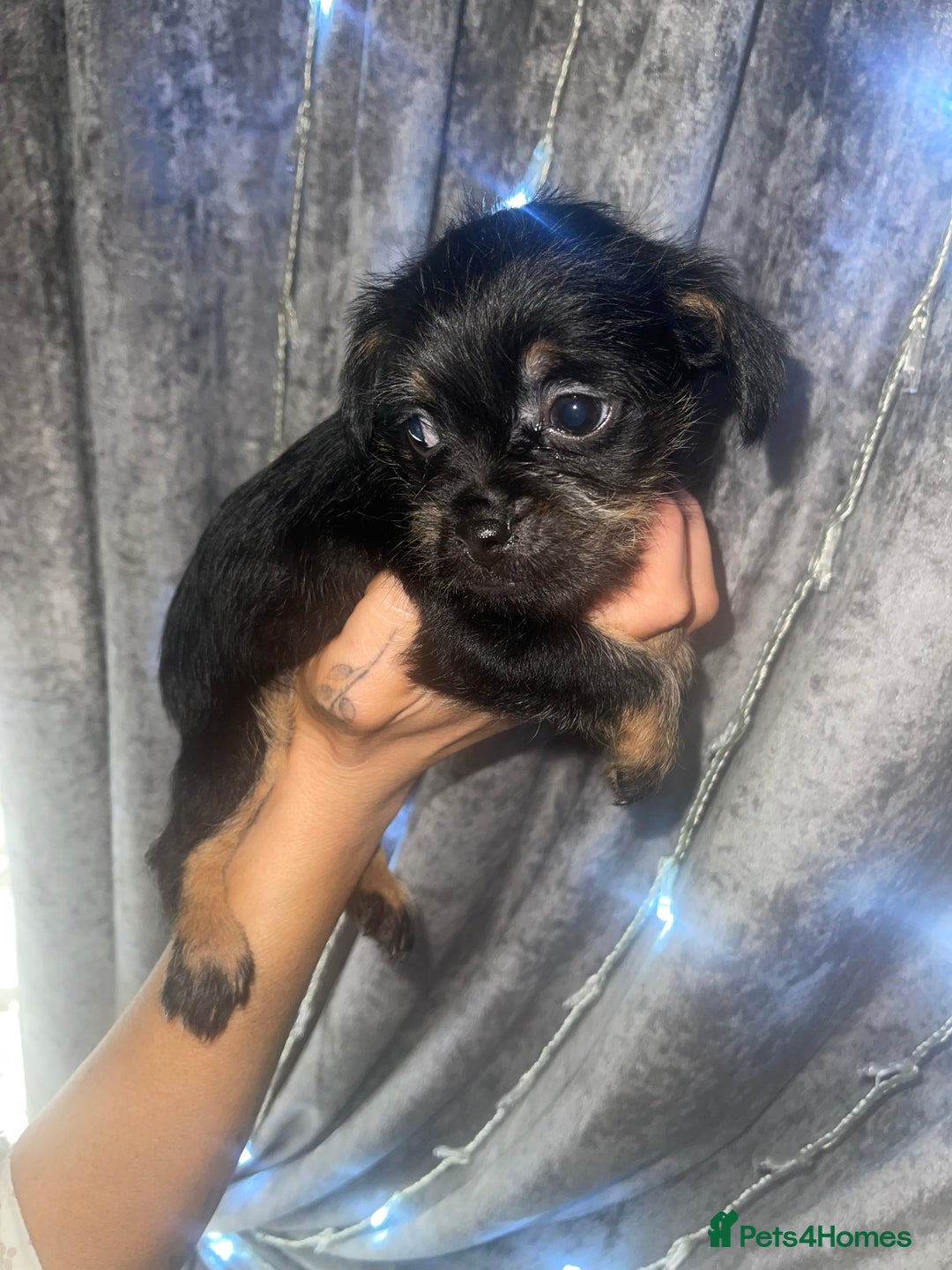 Mixed Breed dogs for sale: Jackapoo/French bulldog  - Advert 8