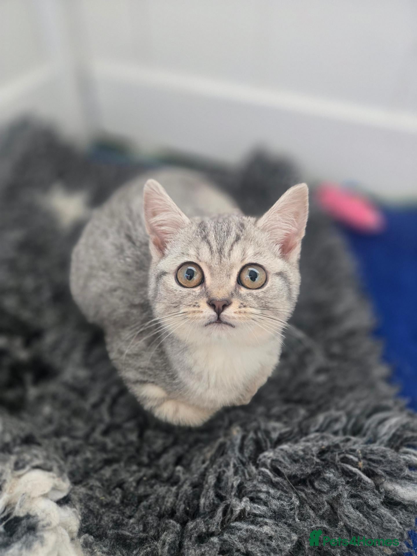 British Shorthair cats British Shorthair kittens READY NOW - Advert 18