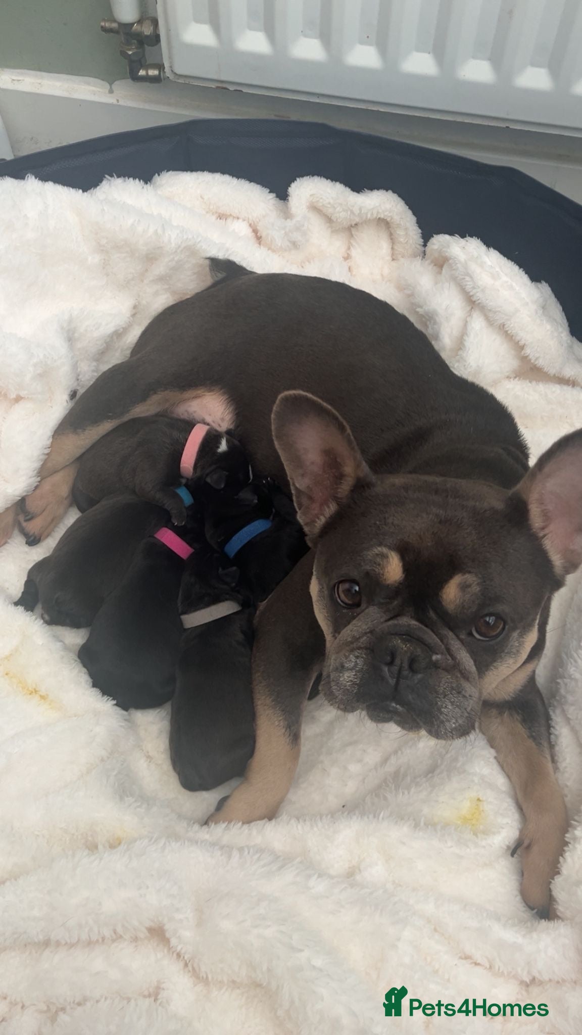 Mixed Breed dogs for sale: 🐾 French Bulldog × Olde English Bulldog Pups 🐾 - Advert 1