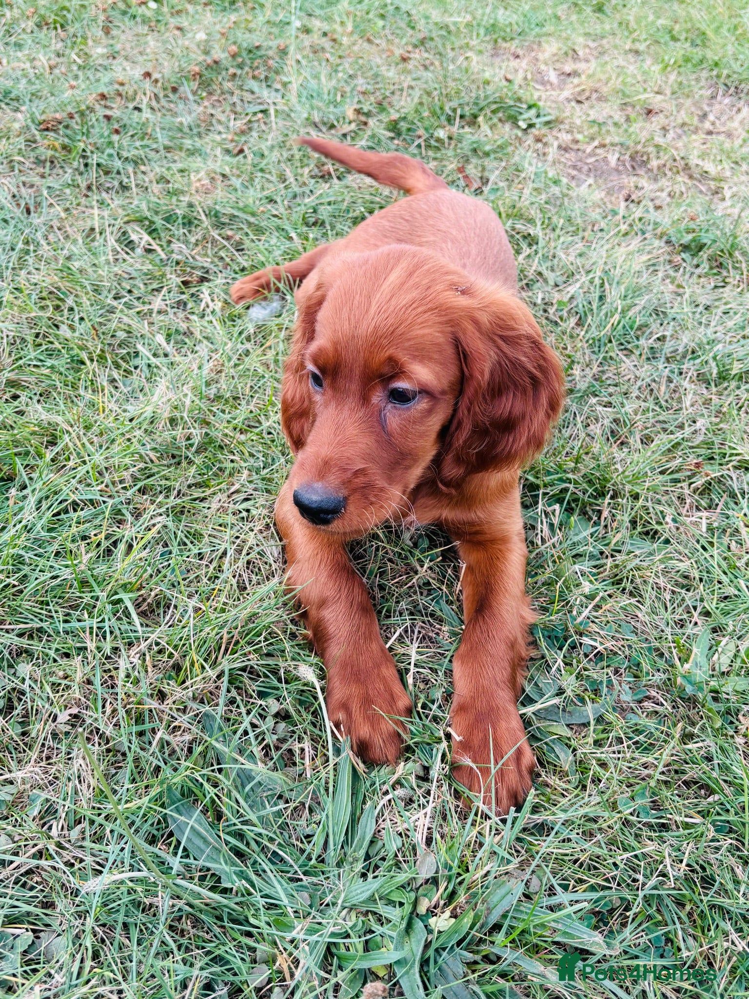 Irish Setter dogs Red Setter Puppies - Advert 2