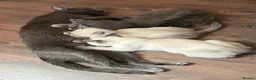 Oriental cats for sale: 7 RAGDOLL/SIAMESE KITTENS  - Advert 6