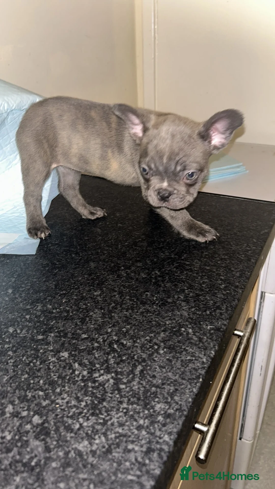 French Bulldog dogs for sale: Ready to leave - French Bulldog Puppies - Advert 18