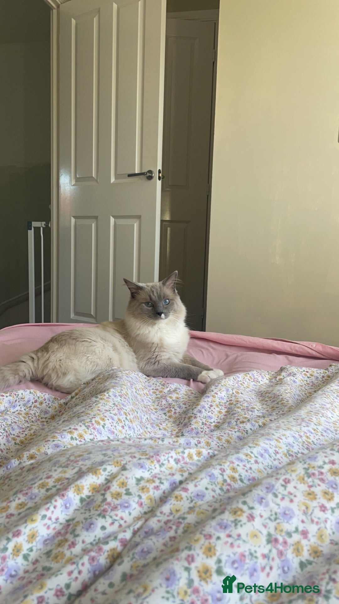 Ragdoll cats for stud: POSEIDON for stud duties - Advert 3