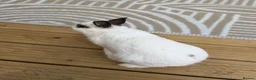 Netherland Dwarf rabbits for sale: 2 Netherland dwarf bunnies - males  in Aylesbury - Advert 4