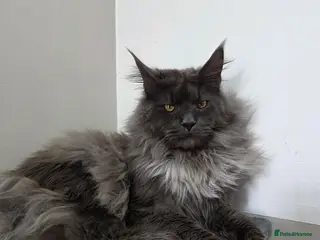 Maine Coon cats !!Championship maine coon stud!! - Advert 22