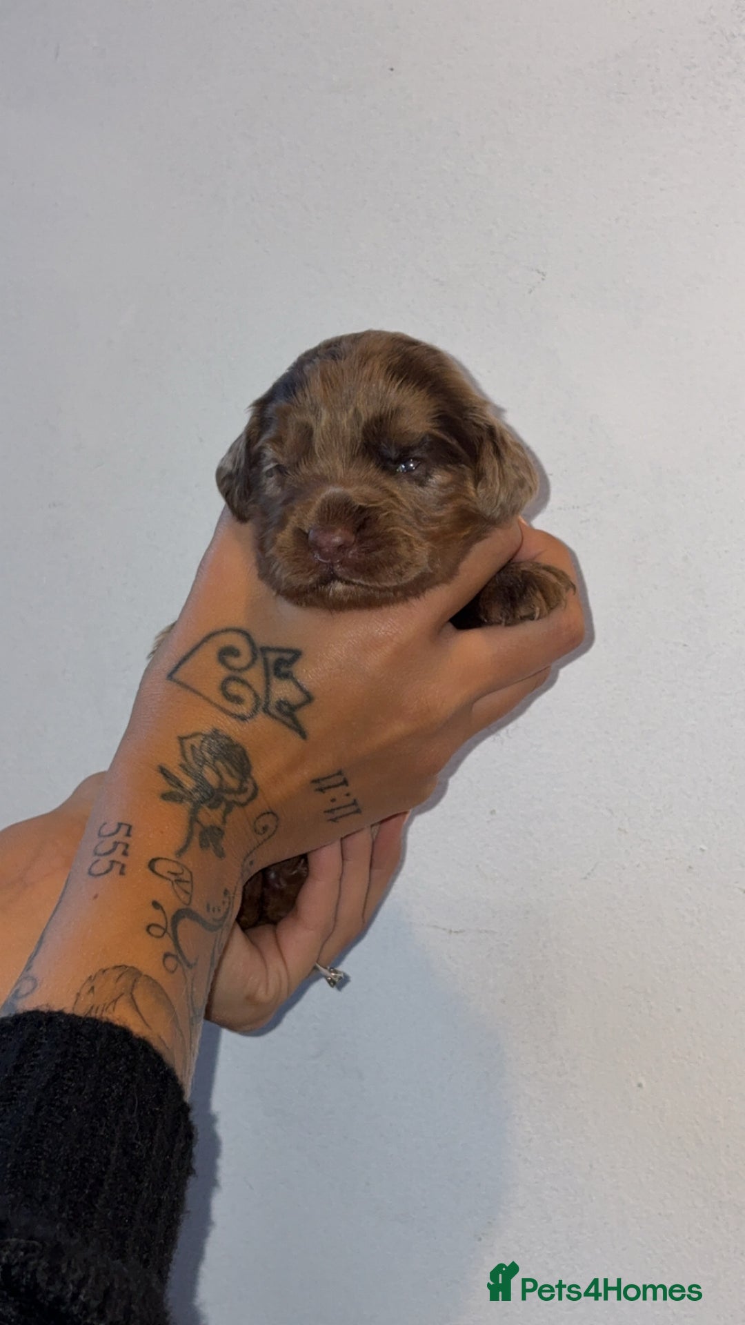 Sprocker dogs for sale: Beautiful Sprocker puppies - Image 15
