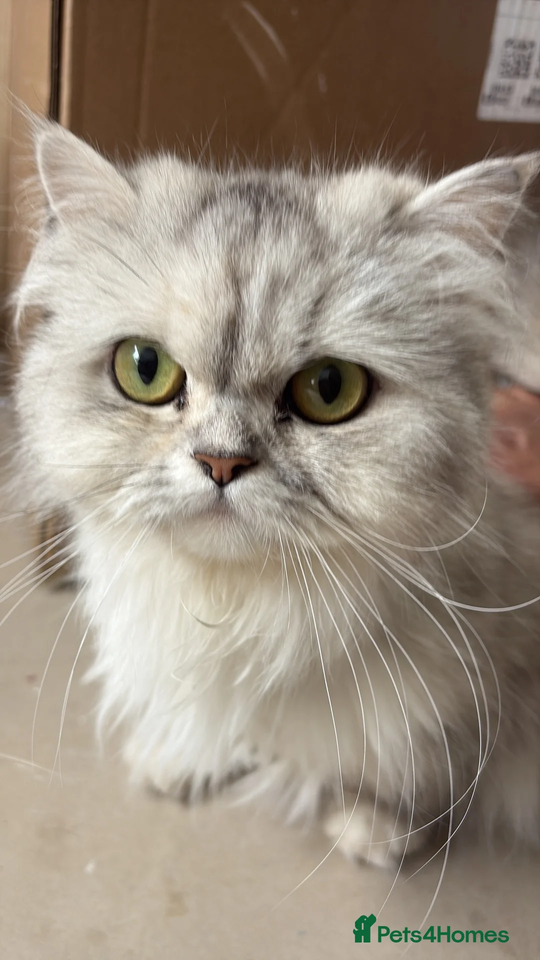 Persian cats for sale: 3 year old beautiful Persian cat  - Advert 1