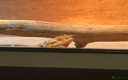Lizard reptiles for sale: Bear dragon - Image 3