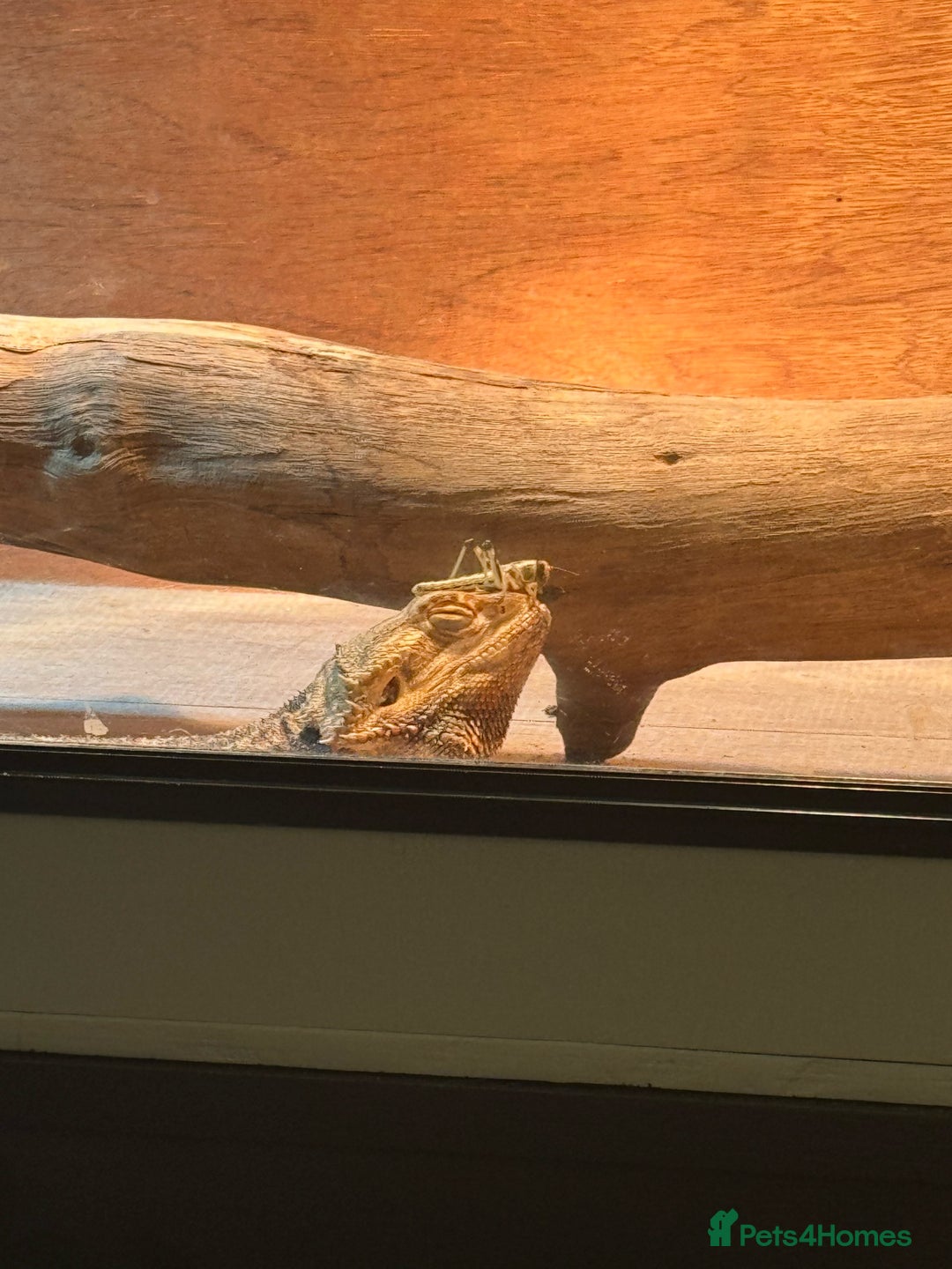 Lizard reptiles for sale: Bear dragon - Image 3