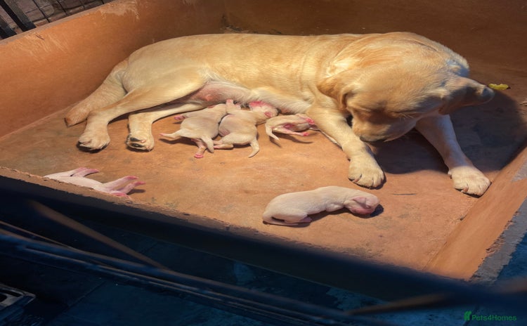 Labrador Retriever dogs - Advert 5