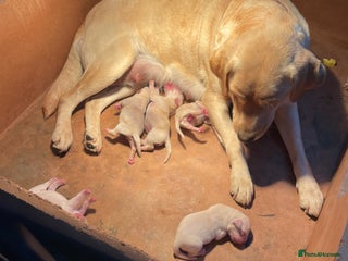 Labrador Retriever dogs - Advert 36