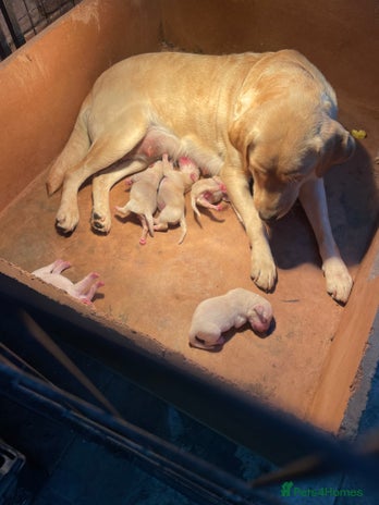 Labrador Retriever dogs - Advert 16