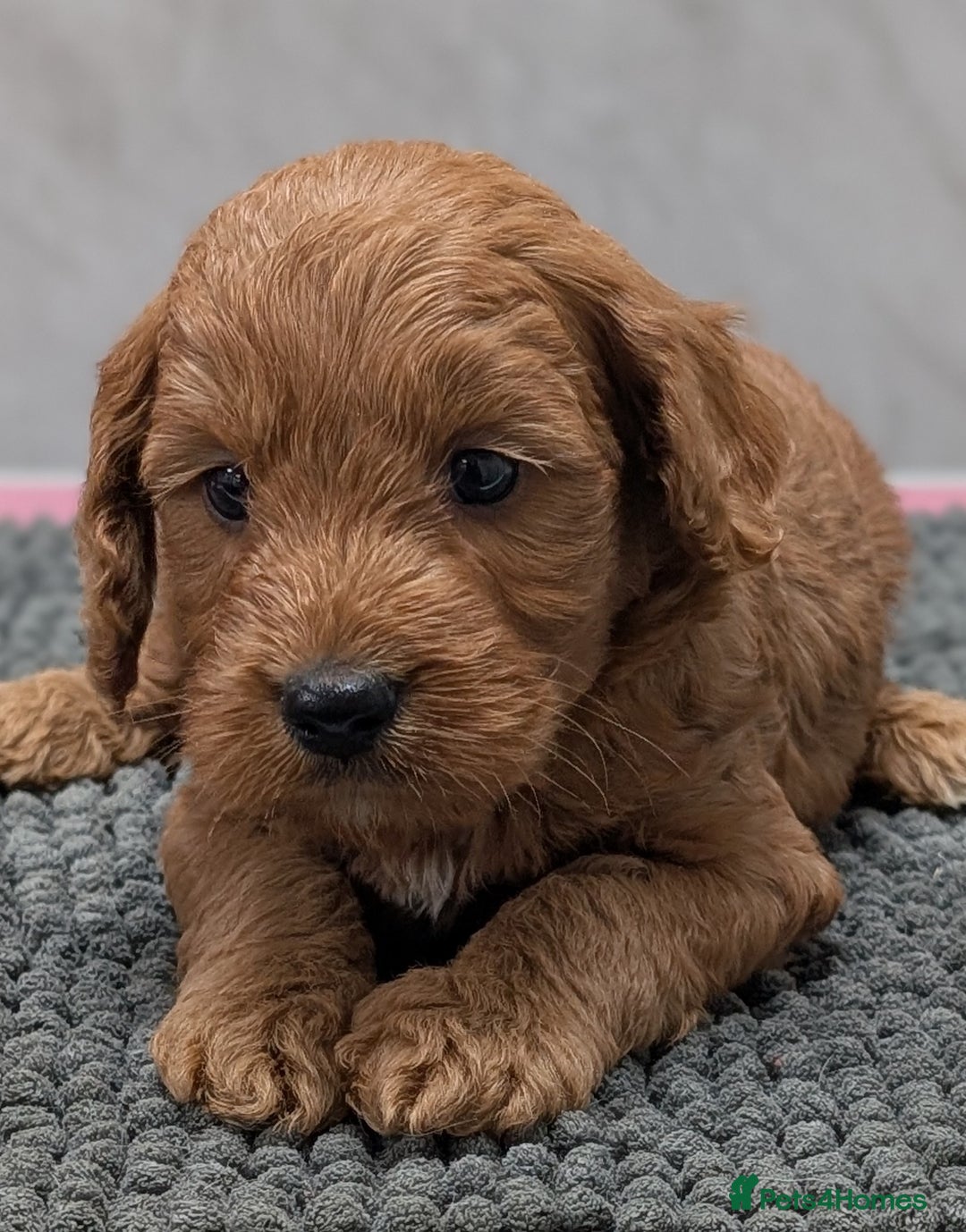 Cockapoo dogs for sale: Licensed breeder, health tested F1 cockapoo pups - Advert 8