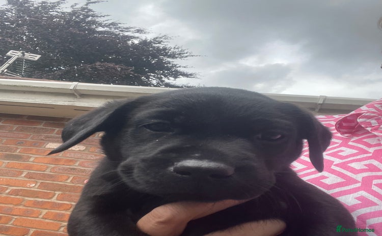 Labrador Retriever dogs - Advert 1