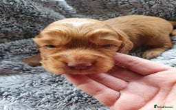 Cocker Spaniel dogs for sale: K.C. Registered cocker spaniel puppies - Image 3