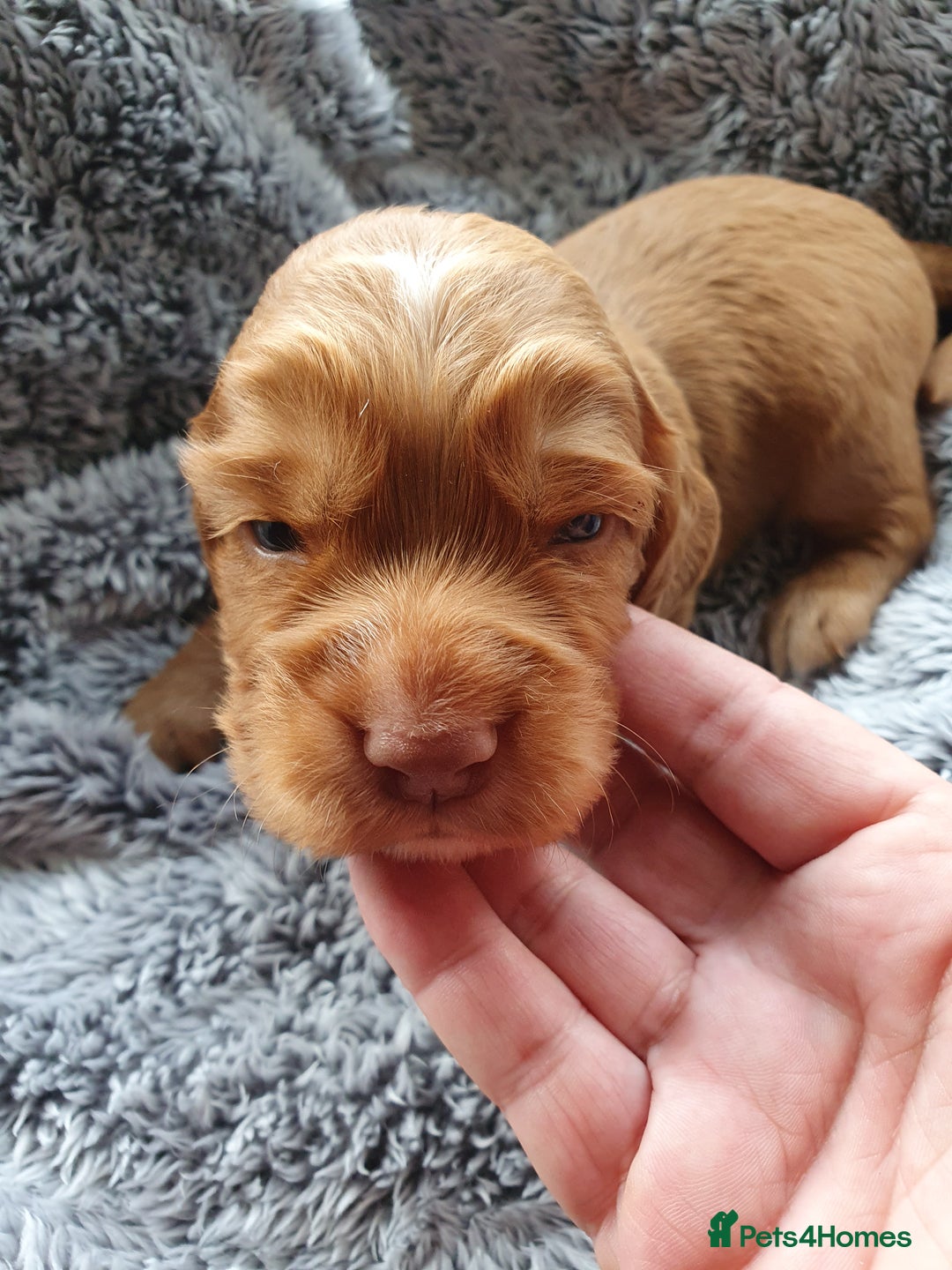 Cocker Spaniel dogs for sale: K.C. Registered cocker spaniel puppies - Image 3