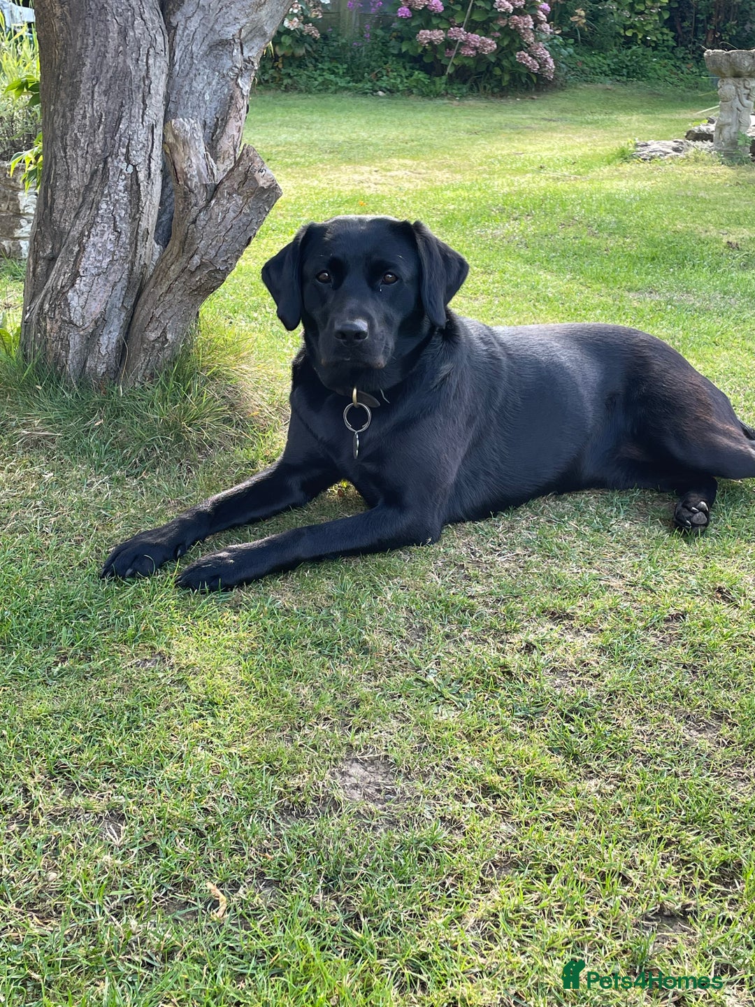 Labrador Retriever dogs for sale: Labrador pup - Advert 3