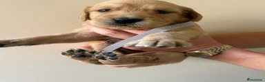 Golden Retriever Puppy 6
