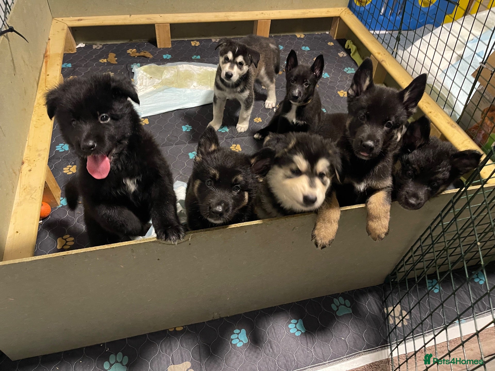 Mixed Breed dogs Stunning Shepherd Puppies Parents Can Be Seen - Advert 1