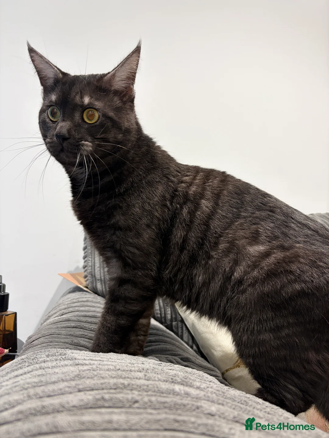 Maine Coon cats for sale: Mainecoon kittens - due 21st January - Advert 5