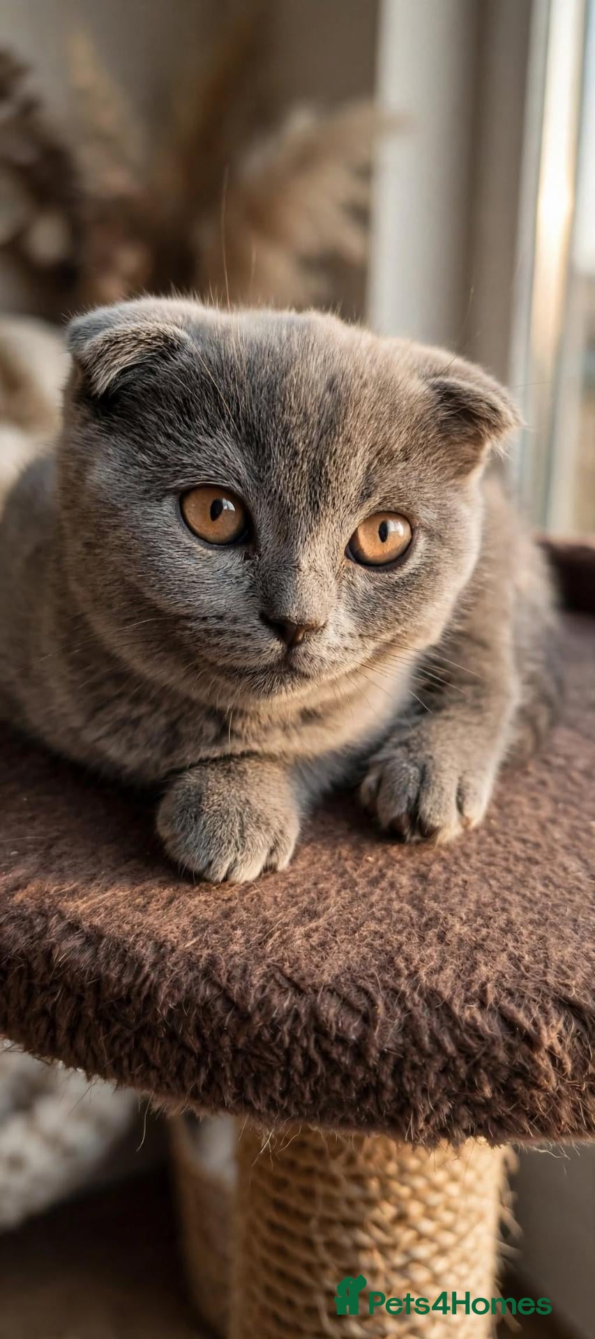 Scottish Fold cats  😸 Last Beautiful Female kittens 😸  - Advert 1