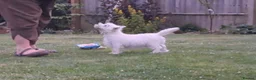 West Highland Terrier dogs for sale: West highland white terrier  - Advert 27