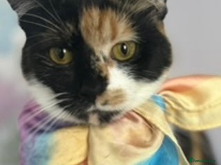 British Shorthair cats Four Adorable Kittens 🤍 - Advert 1