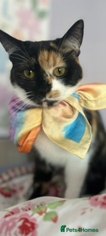 British Shorthair cats Four Adorable Kittens 🤍 - Advert 1