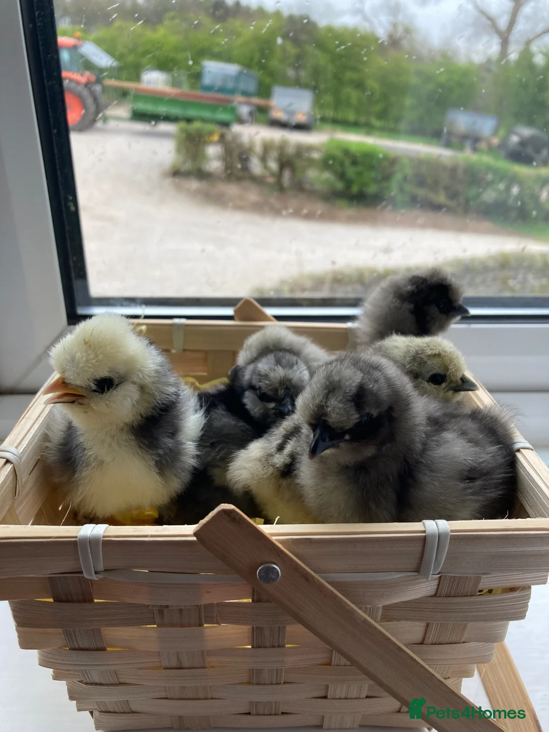 Chickens poultry for sale: Silkie chicks and hatching eggs - Advert 1