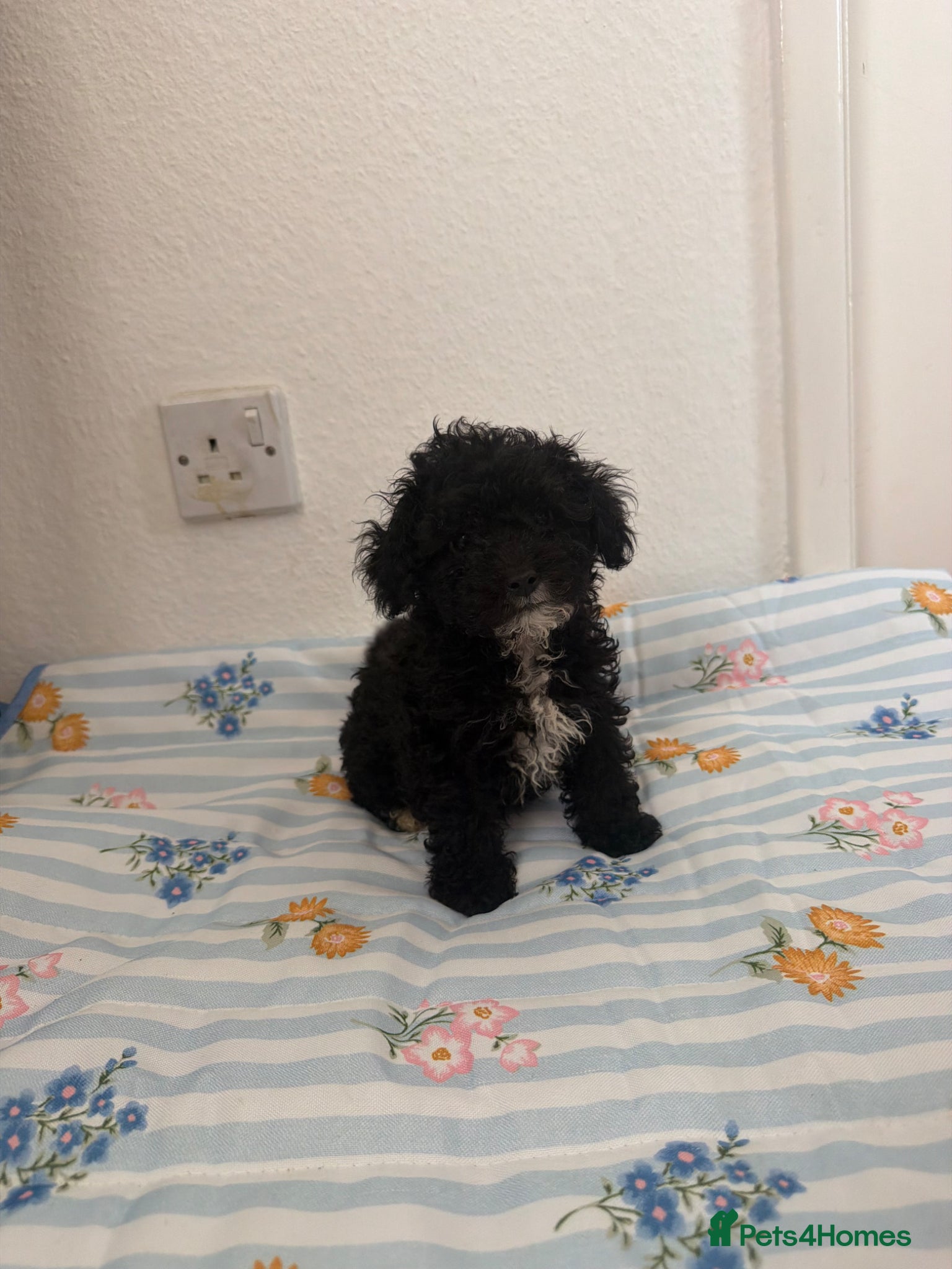 Maltipoo dogs (3 left) Stunning toy Maltipoo Puppies  - Advert 1