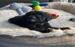 Poodle dogs for sale: Poodle x fully vaccinated  - Advert 4