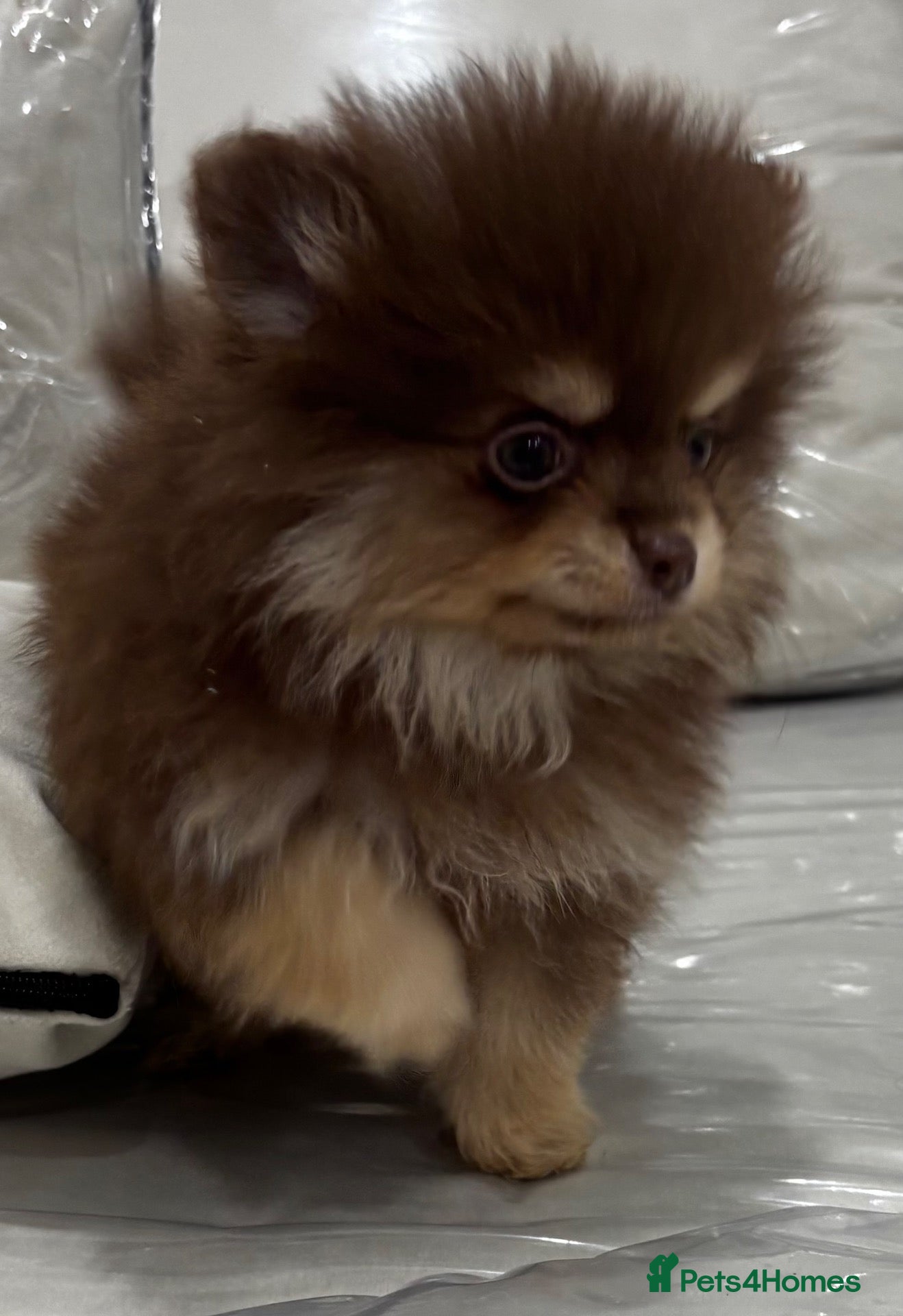 Pomeranian dogs 🤎 Gorgeous Chocolate & Tan Pomeranian Puppies  - Advert 1