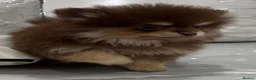 Pomeranian dogs for sale: 🤎 Gorgeous Chocolate & Tan Pomeranian Puppies  - Advert 1