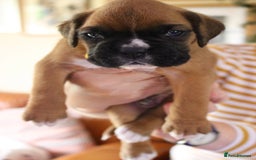 Boxer dogs for sale: KC Boxer Puppies for sale 4 Dogs 2 Bitches - Image 10