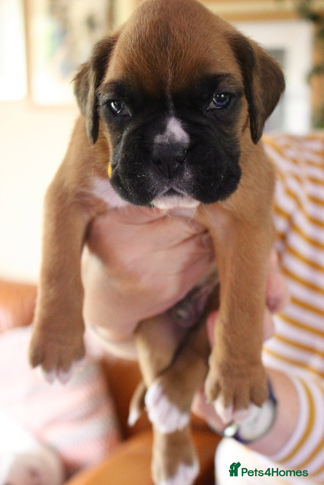 Boxer dogs for sale: KC Boxer Puppies for sale 4 Dogs 2 Bitches - Image 10