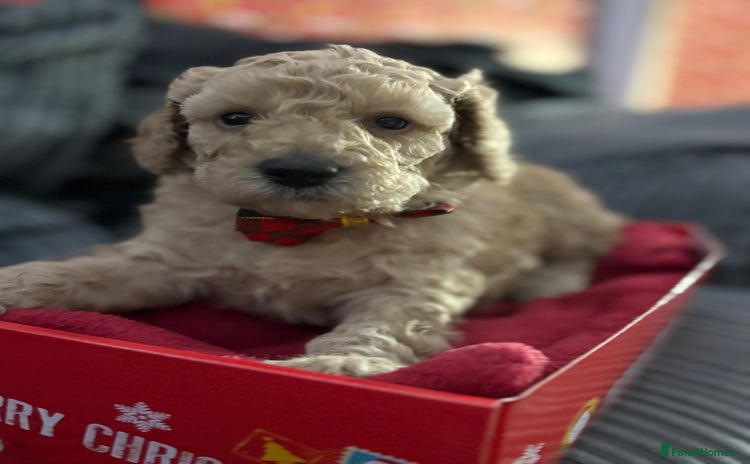 Cavapoochon dogs Cavapoochon  - Advert 12