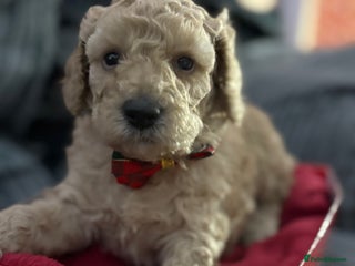 Cavapoochon dogs Cavapoochon - Advert 18